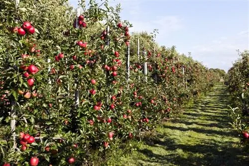 Soutenir les pommiers : des méthodes douces pour des branches saines