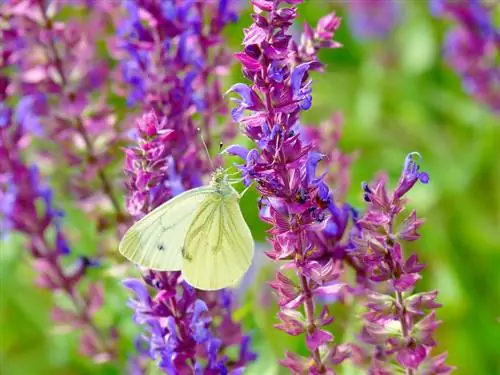 Steppe Sage ในครัว: การกินและการประยุกต์