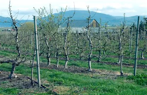 Om 'n appelboom vas te bind: hoekom dit so belangrik is en hoe om dit te doen