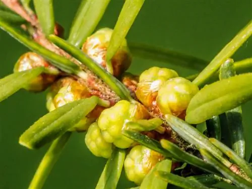 Hemlock: Je strupena ali neškodljiva za ljudi in živali?