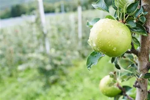 Geef de appelboom goed water: zo blijft hij gezond en vitaal