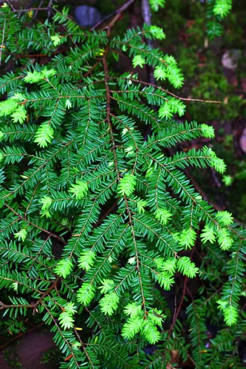 Hemlock untuk lindung nilai: Gambaran keseluruhan varieti yang kekal kecil