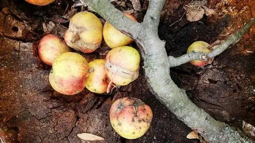 Odstráňte jabloň: pokyny a tipy krok za krokom