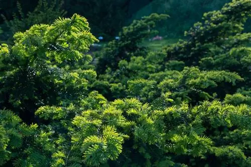 Hemlock-versorging: ligging, natmaak, sny, ens