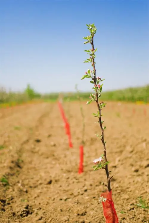 Copulating an apple tree: How to successfully refine your tree