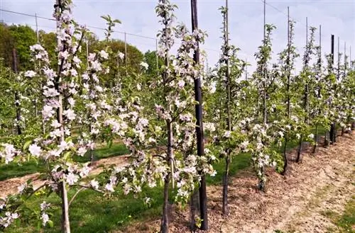 Reproductie van appelbomen