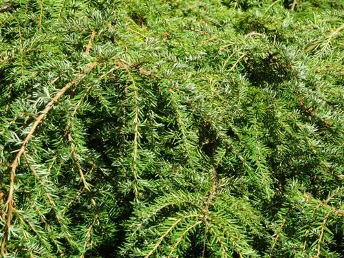 የተንጠለጠለ hemlock