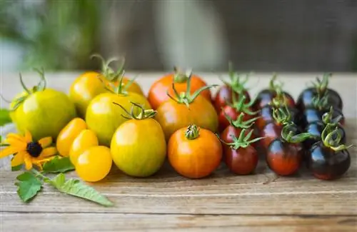 Différents types de tomates