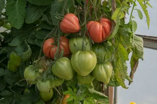 Heirloom pomidor çeşidi Cuore die Bue