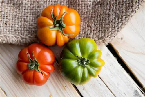 Variedad de tomate italiano Marmande en verde, amarillo y rojo.