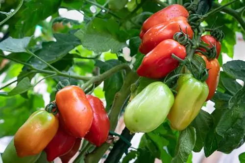 Variété de tomate italienne San Marzano