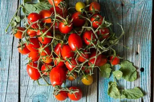 Variedad de tomate italiano Piennolo del Vesuvio