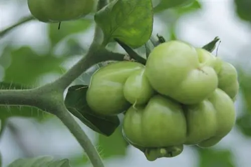 Tomate variedad tomate de viaje