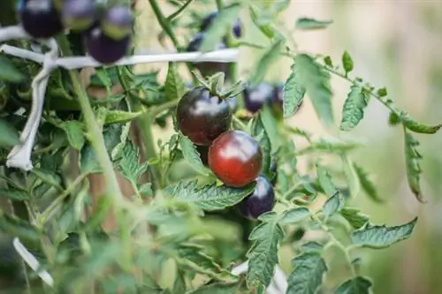 Variedade de tomate Mirtilo