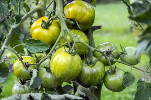 Variété de tomate Green Zebra à rayures vertes