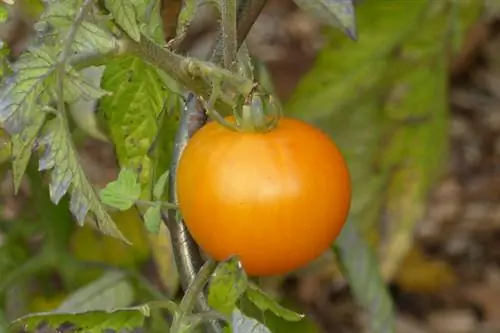 Greenhouse tomato Bernese Rose