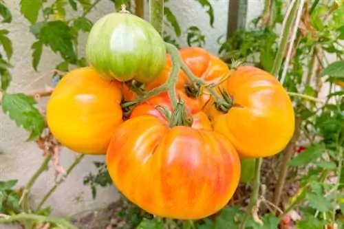 Tomate de invernadero tomate piña naranja amarillo