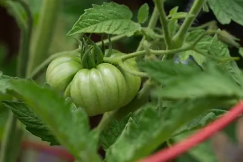 Tomate de invernadero Costoluto Genovese