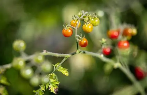 Mármol rojo tomate salvaje