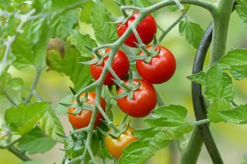 Variedad de tomate resistente Philovita F1