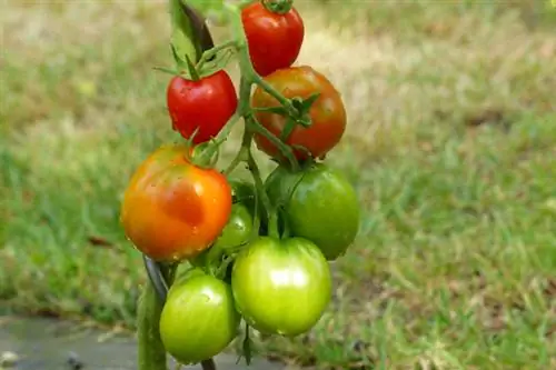 Variété de tomate résistante De Barao