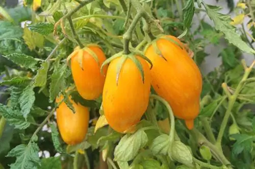 Tomate resistente variedad Banana Legs