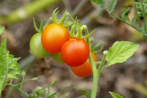 Varietat primerenca de tomàquet Galápagos