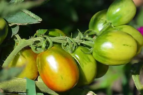 Ankstyvoji pomidorų veislė Indigo Kumquat