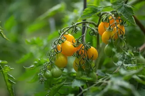 Popular tomate amarelo em formato de pêra Pêra amarela