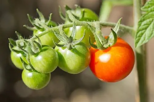 Variedade popular de tomate Moneymaker