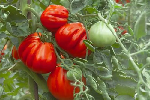 Variété de tomate populaire Oxheart