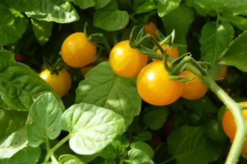 Tomate sauvage groseille dorée