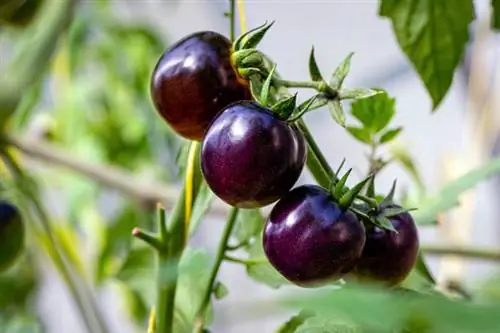 Variedad de tomate Black Cherry