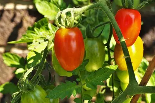 Variedade de tomate Romello