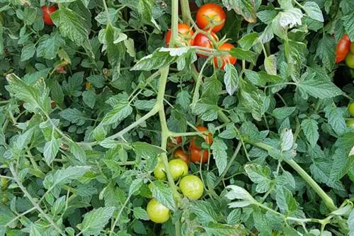 Tomatensoort Primabella