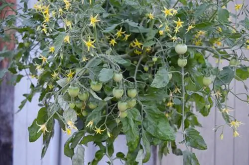 Hanging tomato variety Tumbling Tom