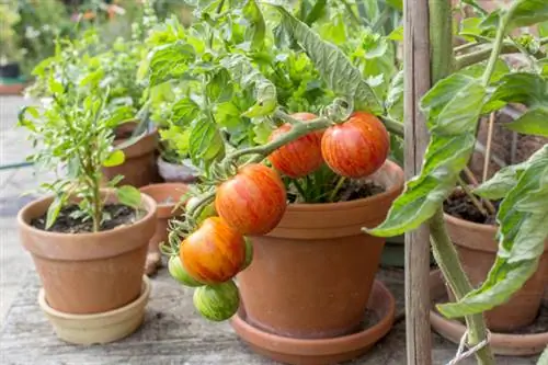 Tomate viejo variedad Tigerella rayado