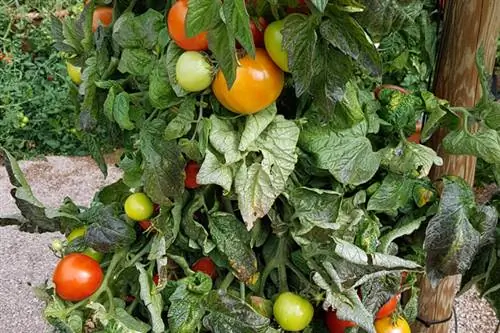 Ancienne variété de tomate Hofmanns Rentita