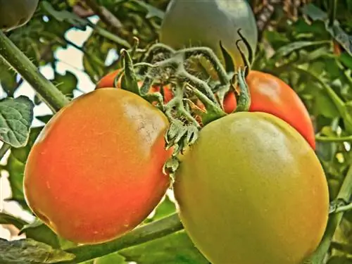 Varietà di pomodori a cespuglio