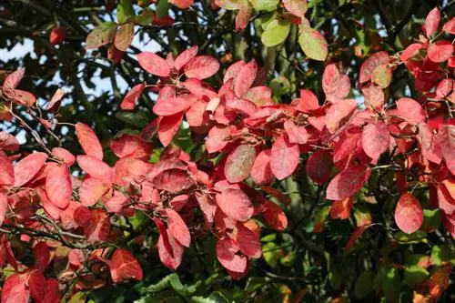 Cortar la pera de roca de cobre: así se hace de forma correcta y suave