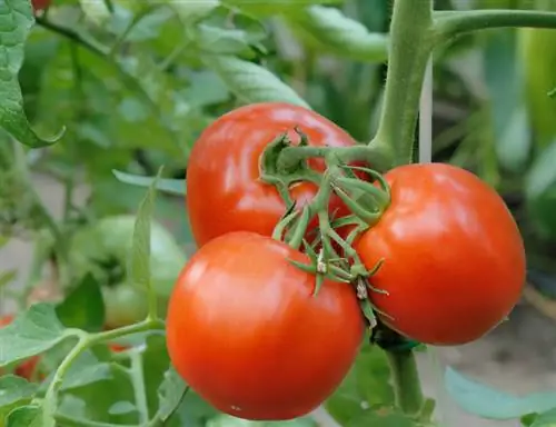 Varietà di pomodori resistenti