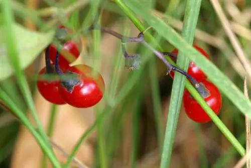 Lily of the valley seeds: how to harvest and sow?