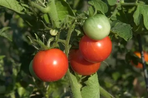 Tomates perennes