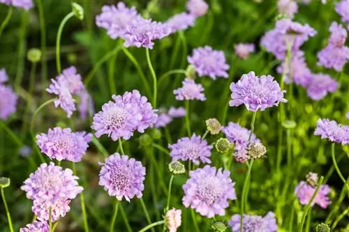 Scabiose au jardin : des fleurs faciles d'entretien