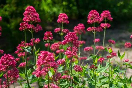 Spoorbloemen afsnijden: Zo stimuleer je de tweede bloei