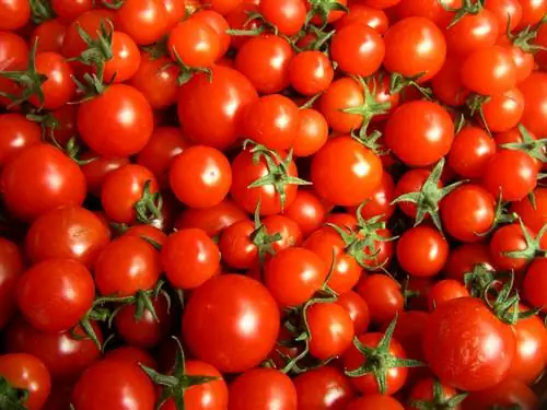 Cocktail tomatoes: The best varieties for the balcony and garden