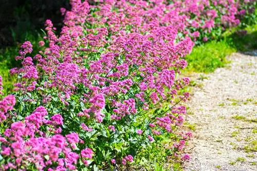 Spur flower propagation