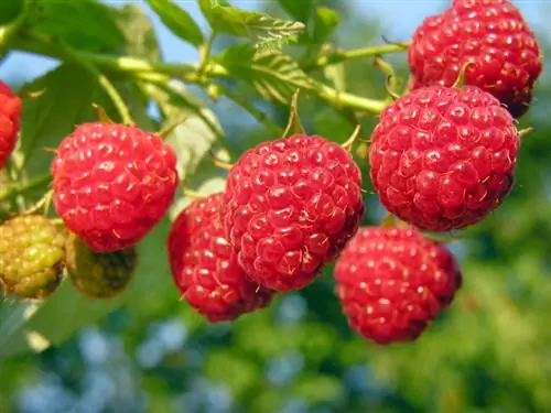 Walang kagat-kagat na raspberry varieties: Pag-aani nang walang mga gasgas at sakit