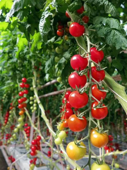 Tomates pendurados