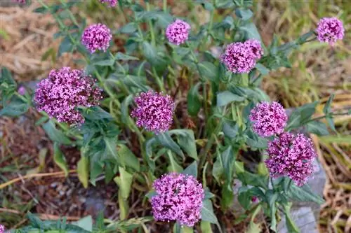 Entretien des fleurs éperon : conseils pour des plantes saines et belles